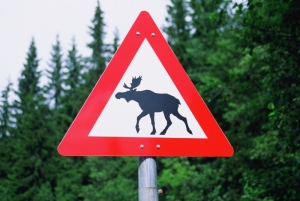 Легковушка сбила лося в Воложинском районе: пассажирка погибла, водитель попал в больницу