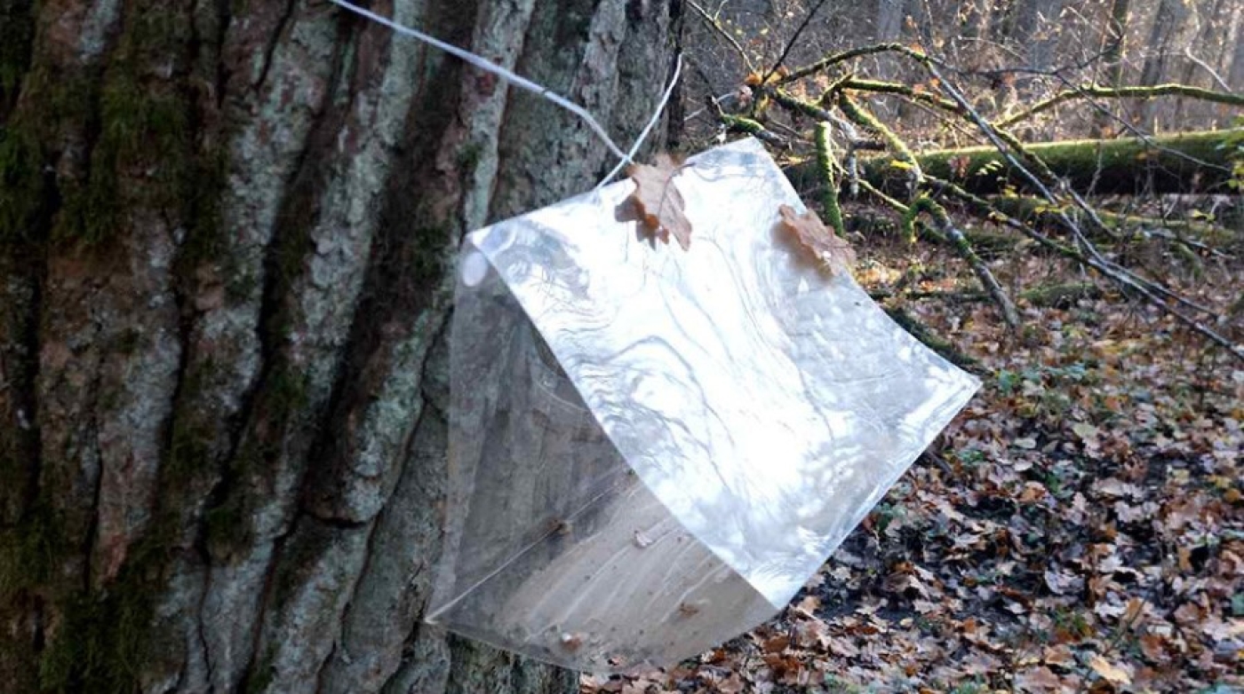 Наблюдение за необычной бабочкой проводят в Беловежской пуще. Для чего?