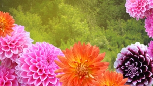 Как хранить клубни георгинов? Попробуйте этот способ