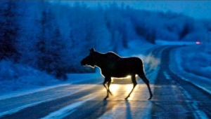 Внимание – на дороге дикие животные!