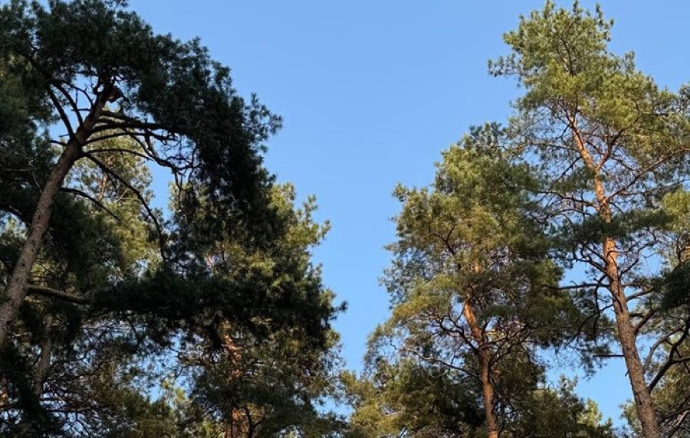 Ограничения на посещение лесов действуют в трех областях Беларуси