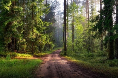 Запреты на посещение лесов действуют в 19 районах Беларуси