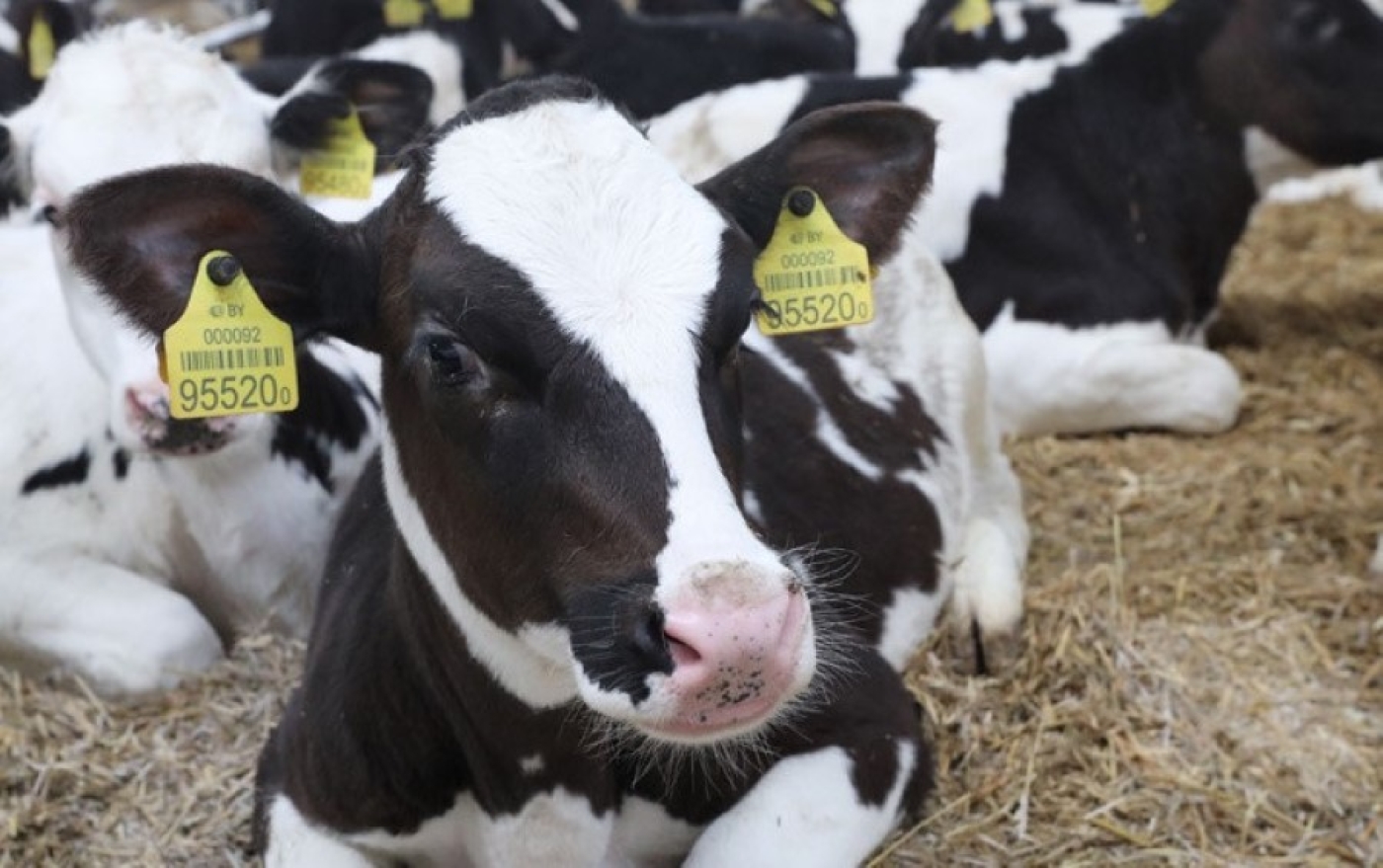 На сельхозпредприятии в Червенском районе скрыли падеж более 300 голов скота