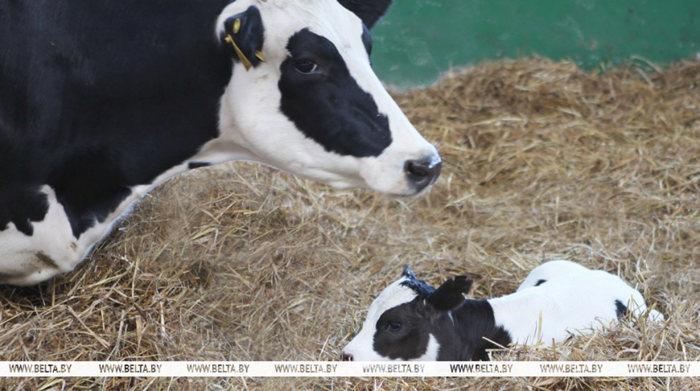 Лукашенко обозначил проблемы с сохранностью скота и потребовал принять меры