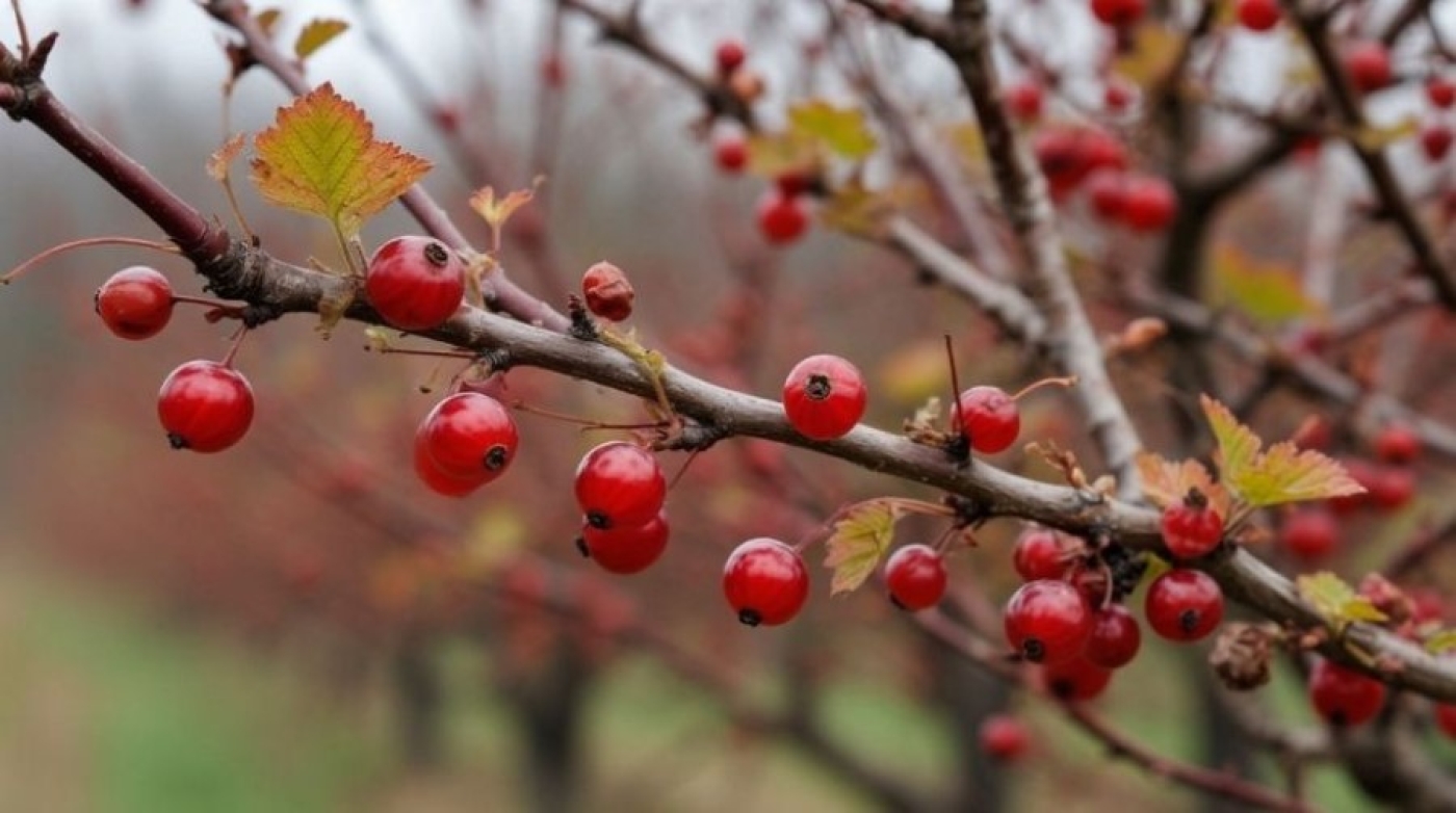 Не выкидывайте срезанные ветки смородины! Заготавливаем бесплатные черенки