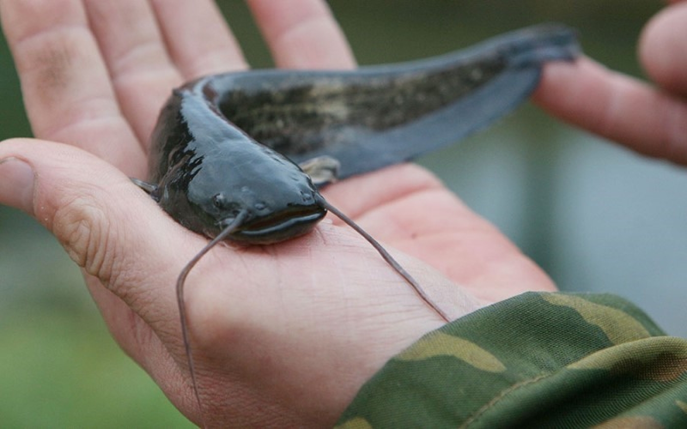 Запрет на лов сома обыкновенного