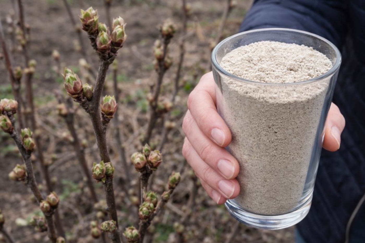 Смородина обожает эту подкормку: 1 стакан после таяния снега — и куст ломится от сладких ягод размером с черешню