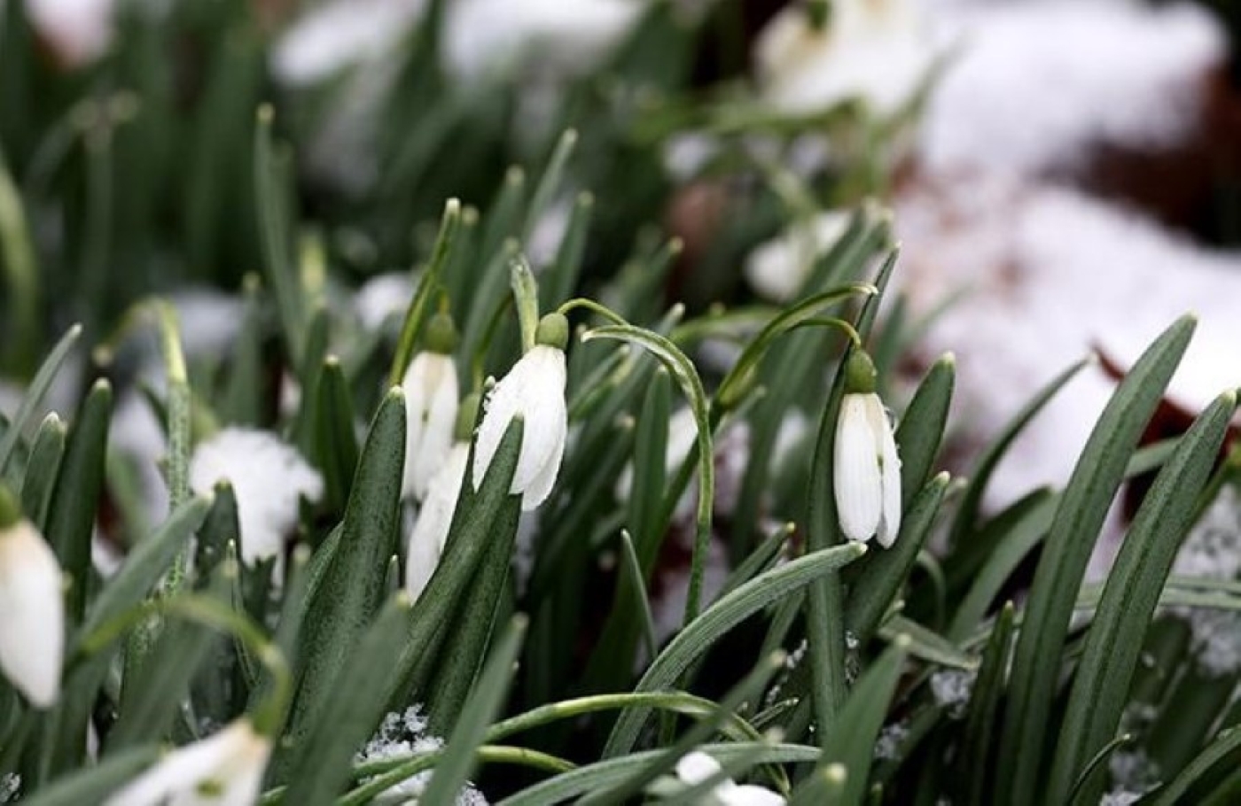 Погода в Беларуси 24 марта: временами дожди, мокрый снег и до +15 °С по юго-западу