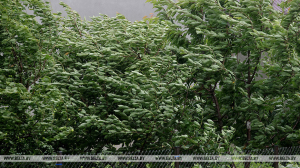 МЧС предупреждает об усилении ветра