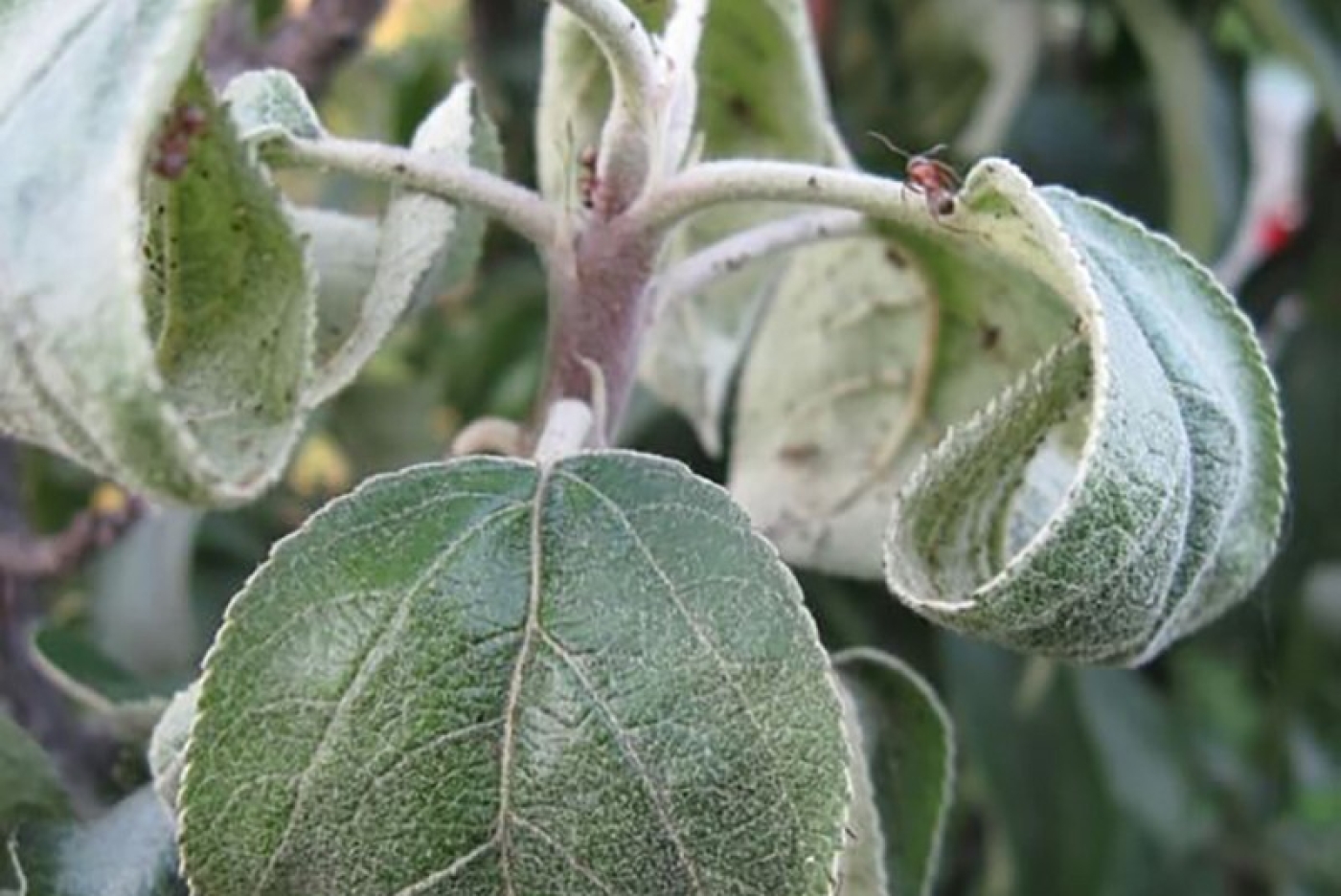 Почему скручиваются листья у яблони?