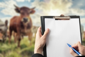 На контроле прокуратуры – сохранность КРС