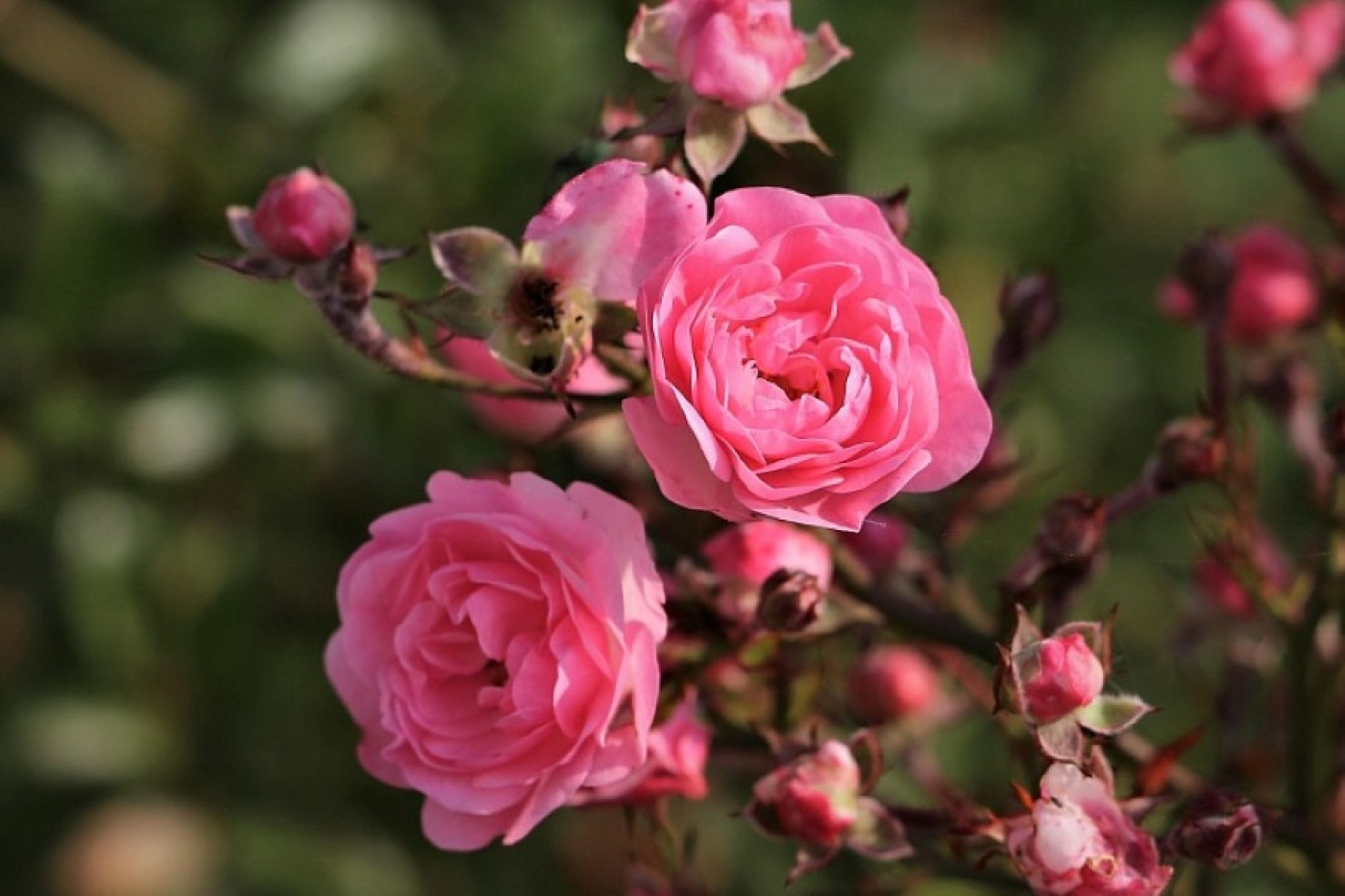 Не губите розы осенью: главная ошибка, из-за которой они не цветут