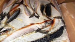 Замороженную рыбу на Br300 тыс. пытались незаконно провезти через белорусско-российскую границу