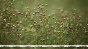 "Льну быть, но нужен результат". Лукашенко напомнил ученым о своих поручениях по льну