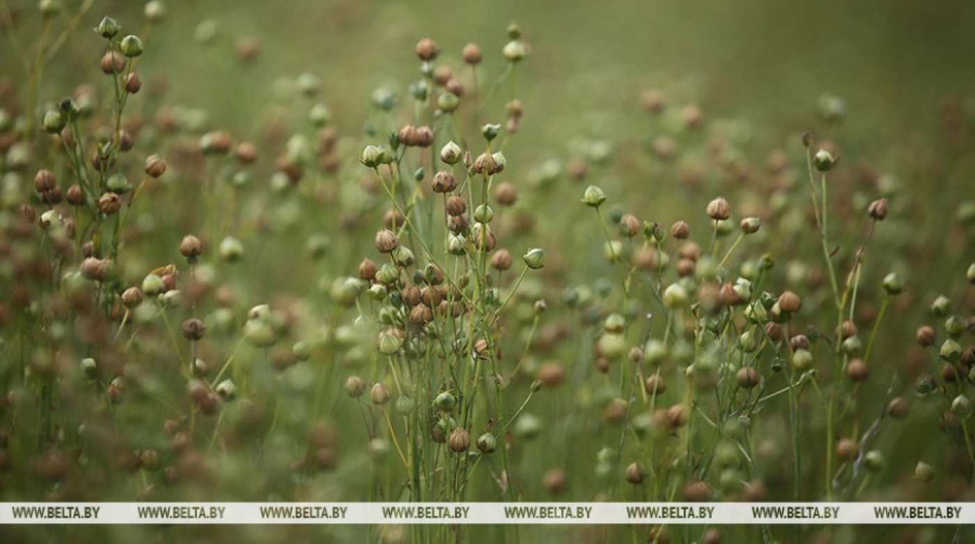 "Льну быть, но нужен результат". Лукашенко напомнил ученым о своих поручениях по льну