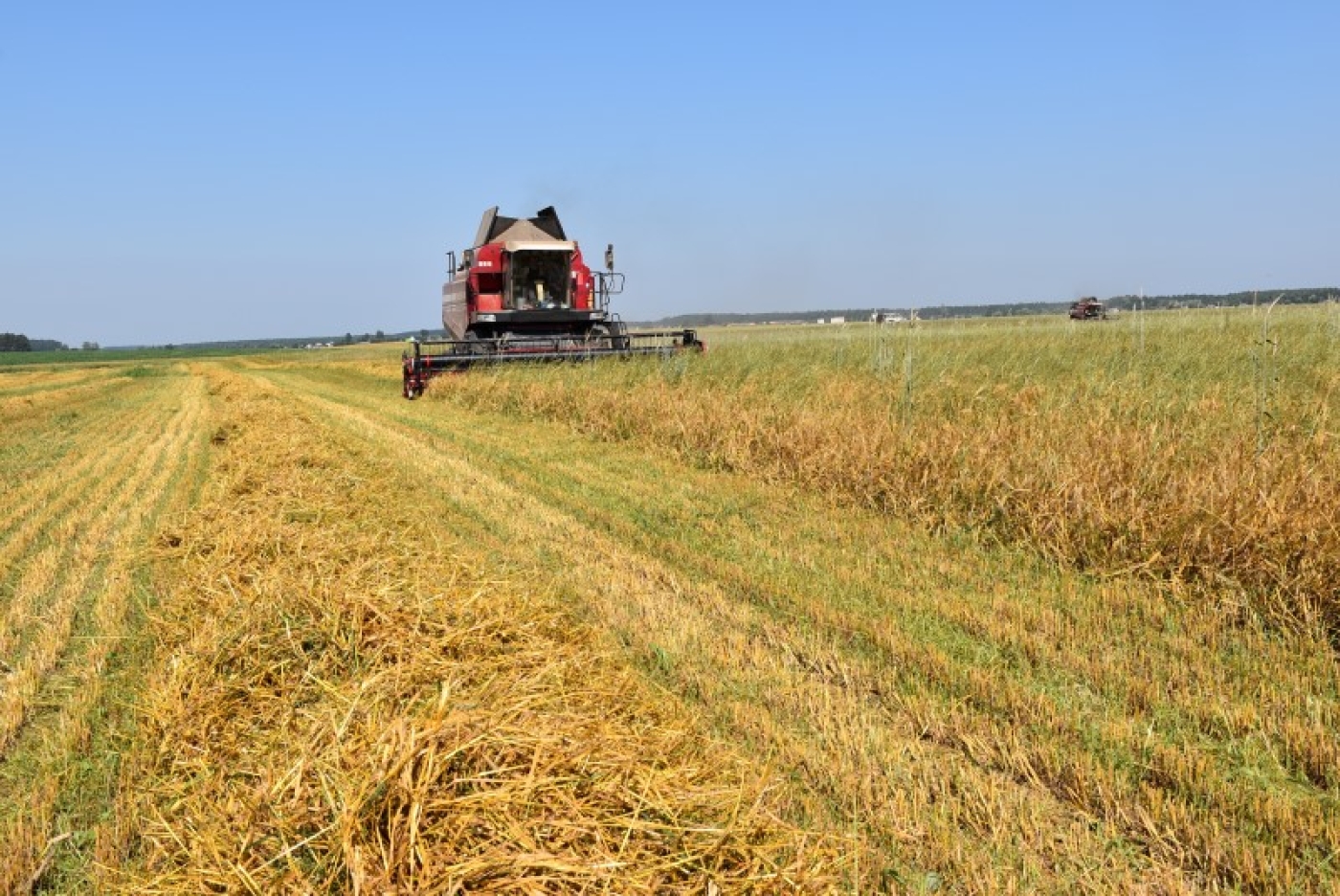 В Беларуси намолочено почти 448 тыс. тонн озимого ячменя