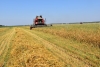 В Беларуси намолочено почти 448 тыс. тонн озимого ячменя