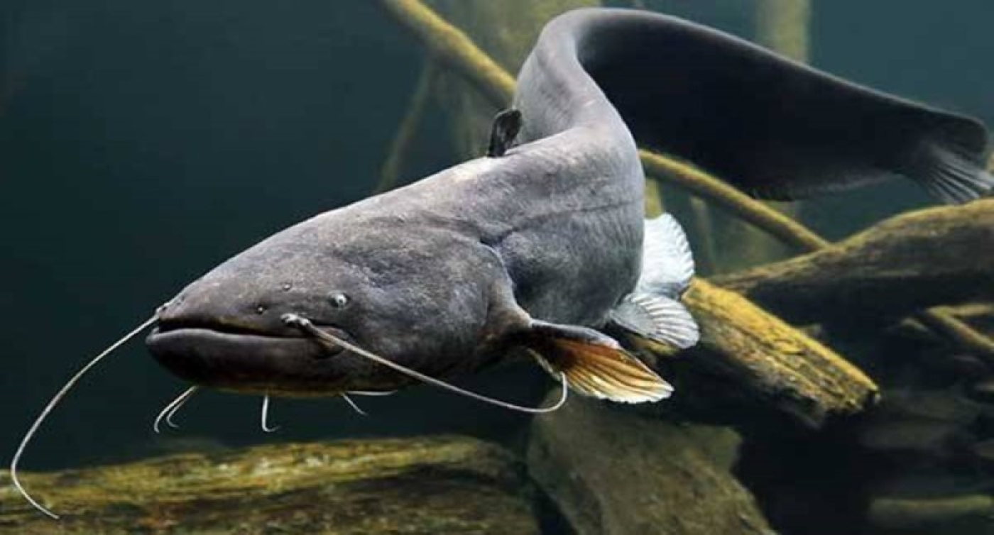 Запрет на ловлю сома