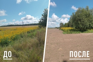 Борьба с золотарником канадским