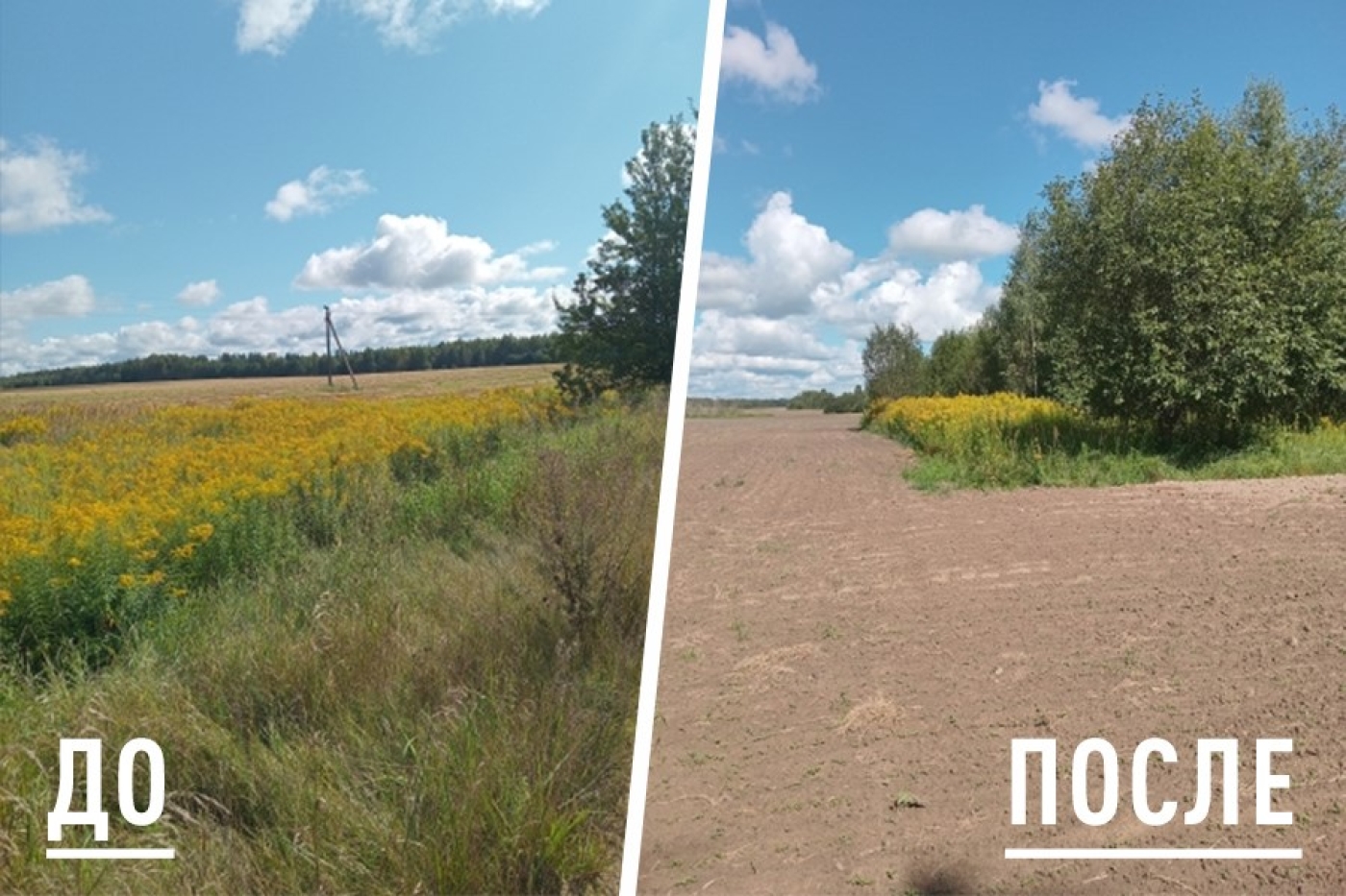 Борьба с золотарником канадским