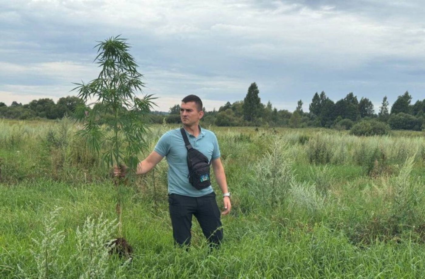 В Березинском районе обнаружили почти гектар конопли
