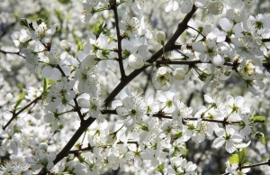 До +20°С и дожди ожидаются сегодня в Беларуси