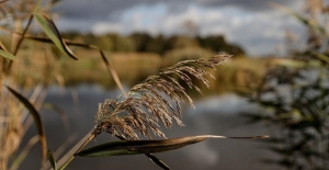 Сильный ветер и дожди прогнозируются сегодня в Беларуси