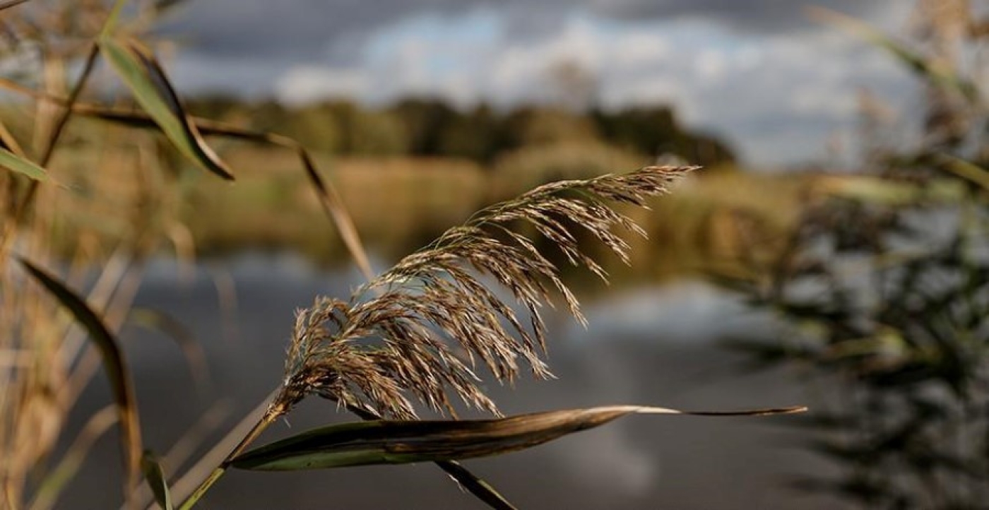 Сильный ветер и дожди прогнозируются сегодня в Беларуси