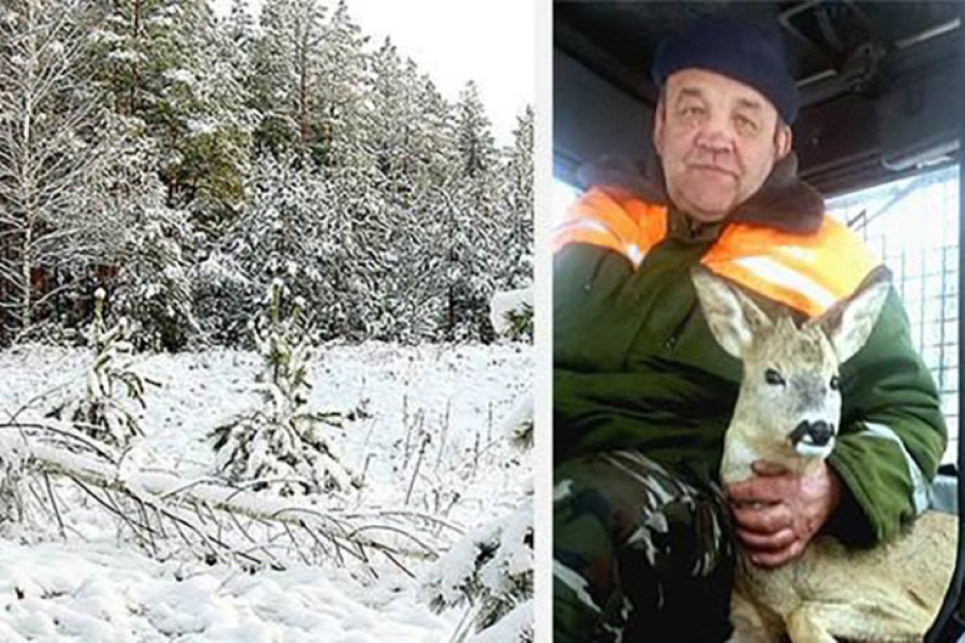 "Он же как дитя: маленький и беззащитный". Работник Жлобинского лесхоза спас замерзающего косуленка