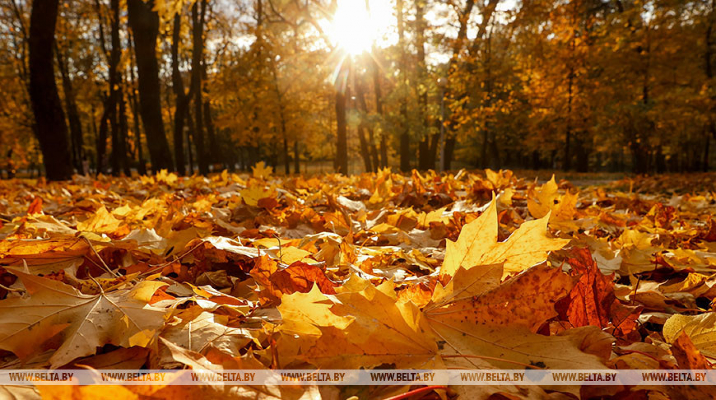 Кратковременные дожди ожидаются в Беларуси 17 октября
