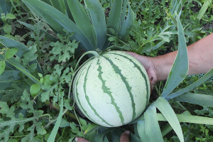 Фотоконкурс "Мой богатый урожай"