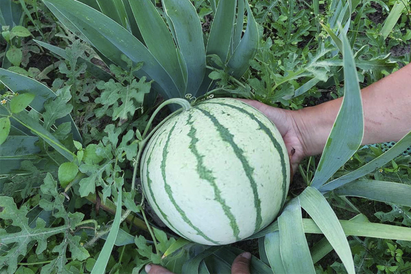Фотоконкурс "Мой богатый урожай"
