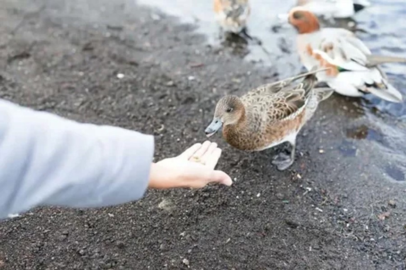Почему нельзя кормить уток и лебедей хлебом?