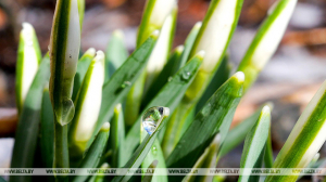 До +9°С ожидается в Беларуси 17 марта
