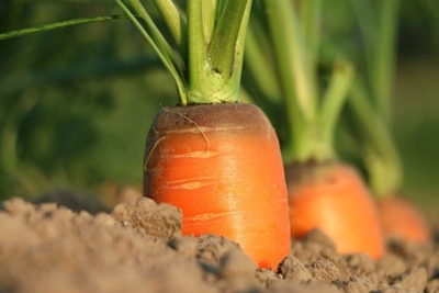 Посадка моркови в открытый грунт весной. Лучшие дни по лунному календарю в апреле 2024 года
