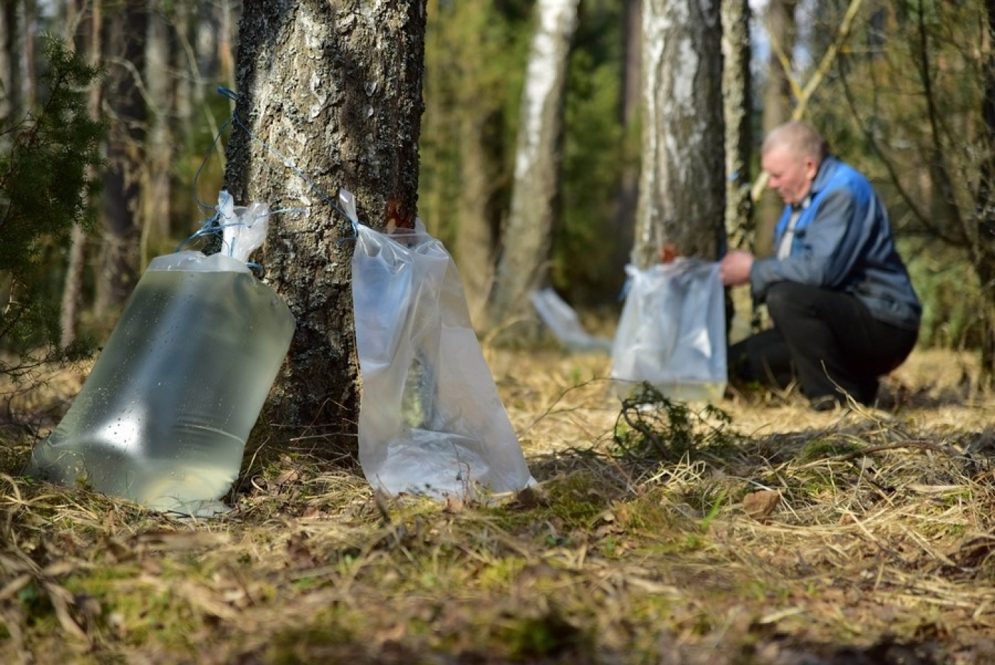 Почти 4 тыс. тонн березовика планируют заготовить лесоводы Минской области