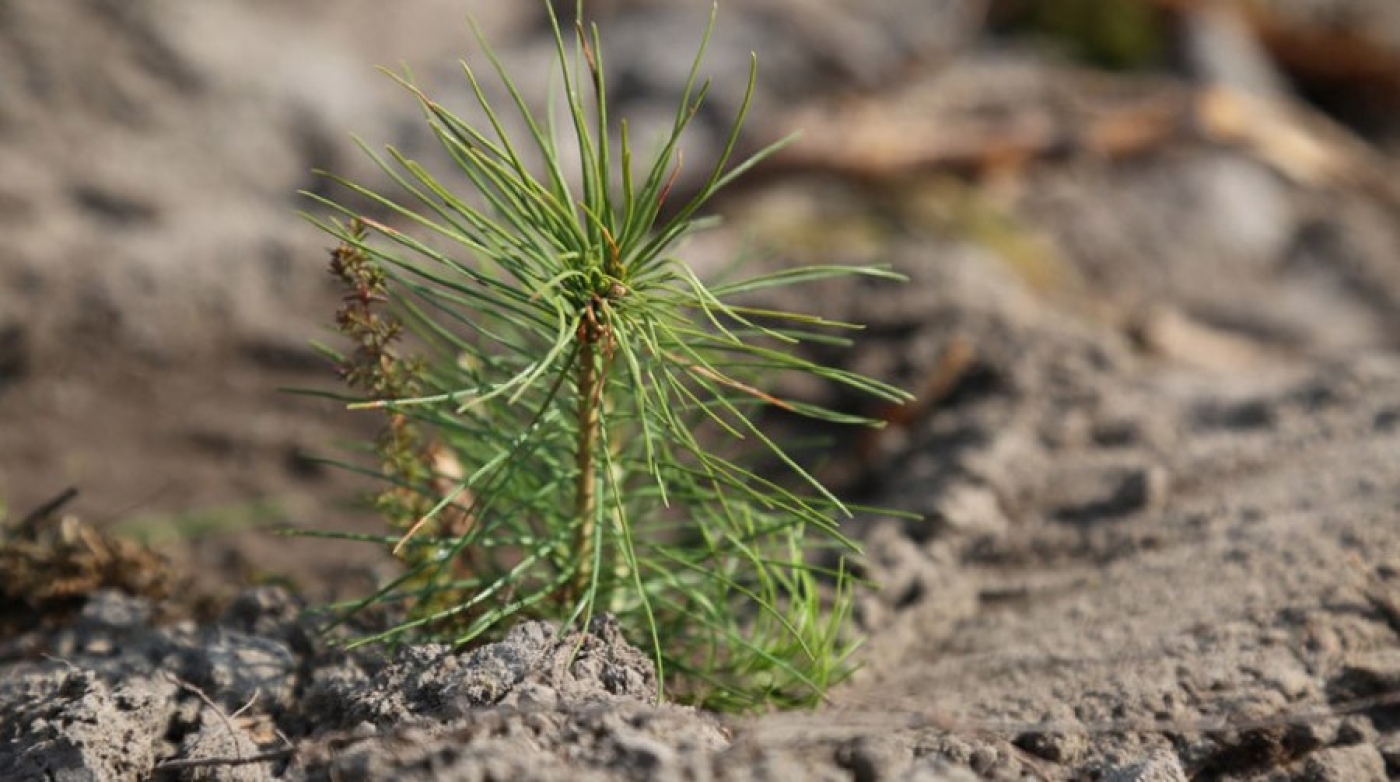Лесхозы восстановили уже более 4,5 тыс. га леса с начала весны