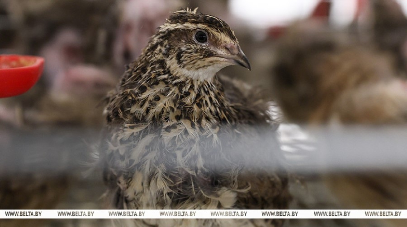 Лукашенко пообещали вывести отечественную перепелку через три с половиной года