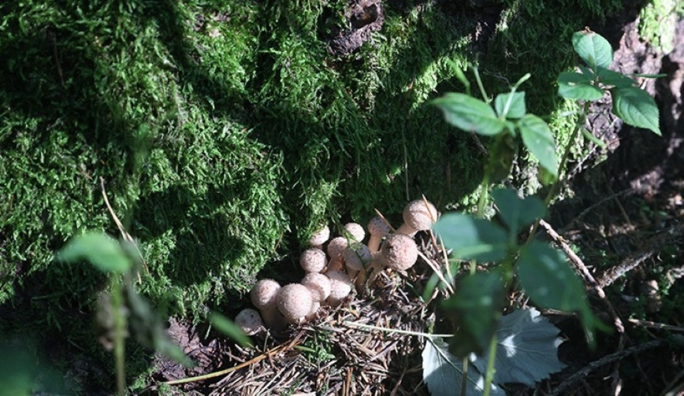 Грибы на детских площадках. Эксперты напомнили о серьезных последствиях для малышей