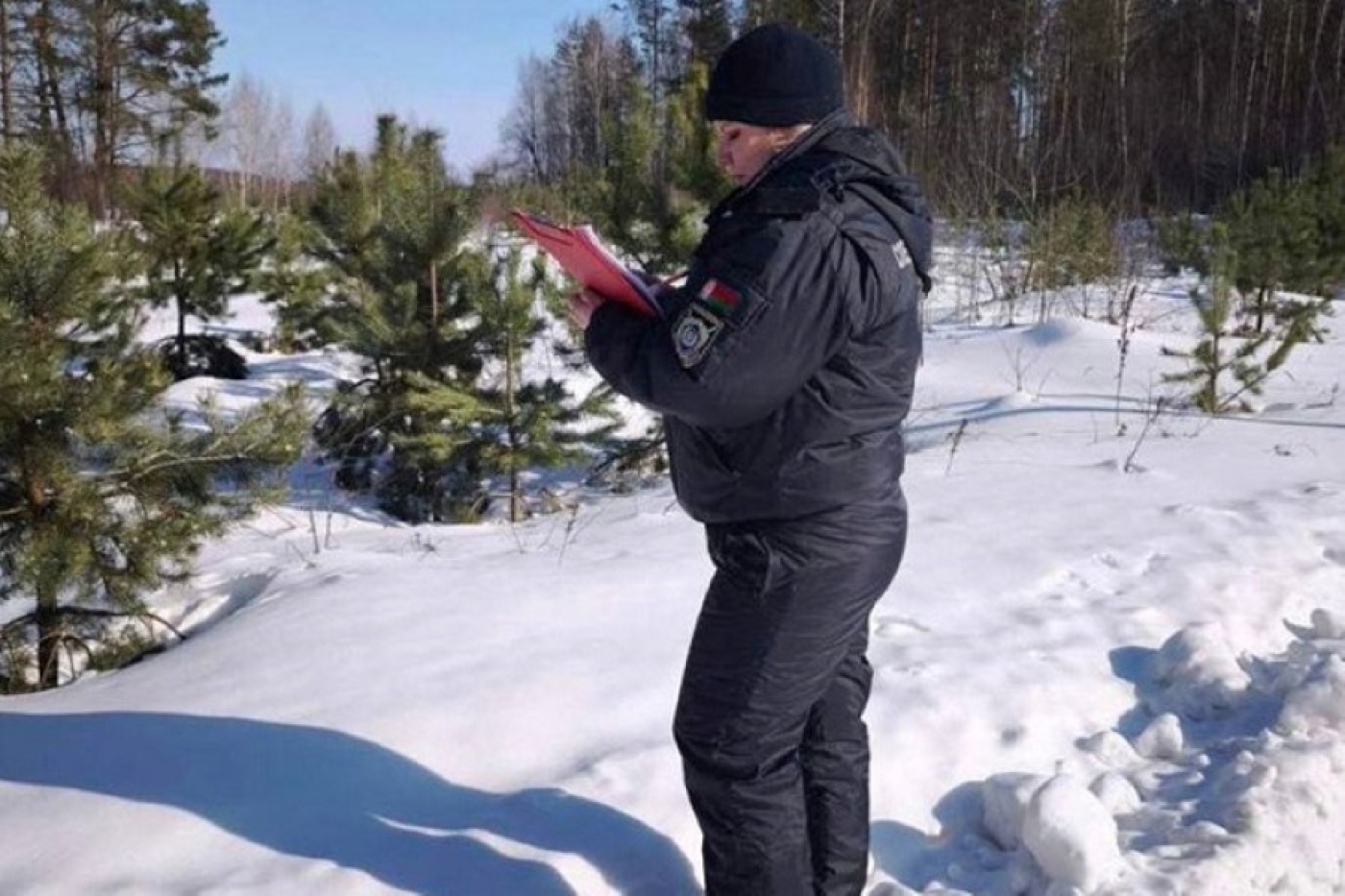 В Осиповичском районе мужчина выстрелил в краснокнижную рысь во время охоты на кабана
