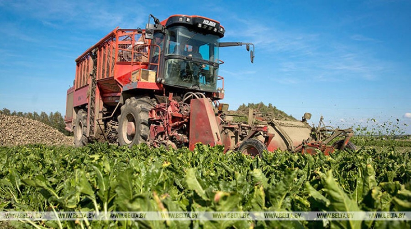 Более 4 млн тонн сахарной свеклы собрано в Беларуси