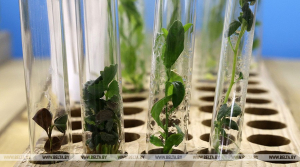 Лукашенко: нефть не дает такой рентабельности, как сельское хозяйство