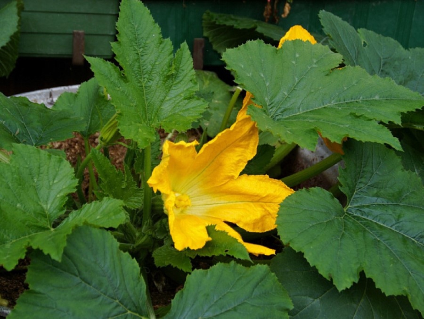 Лунный календарь июня-2025: идеальные дни для посадки тыквы и кабачков