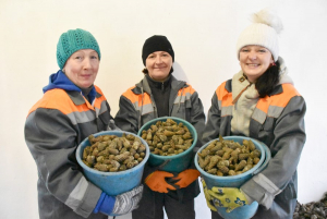 У разгары - сезон нарыхтоўкі шышак