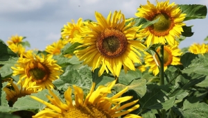 Рябов о прогнозе на неделю с 11 по 17 августа. Лето не уходит!