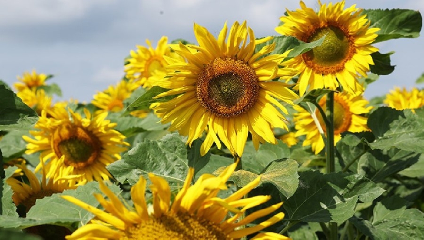 Рябов о прогнозе на неделю с 11 по 17 августа. Лето не уходит!