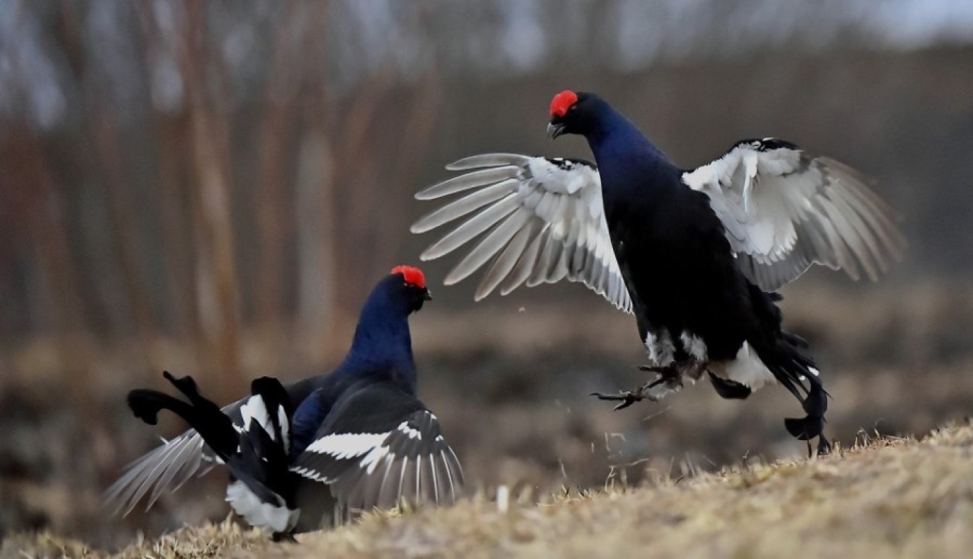 Открывается охота на глухаря и тетерева