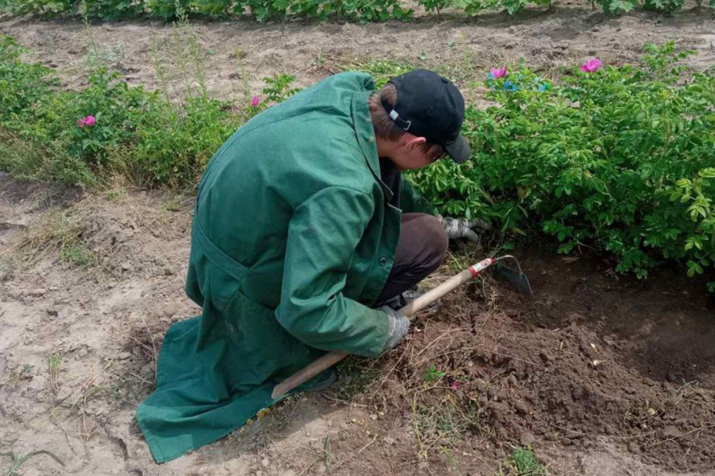 Работают молодежные трудовые студенческие отряды
