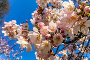 Погода в Беларуси 25 апреля: дожди, местами грозы и от +3 °С до +24 °С