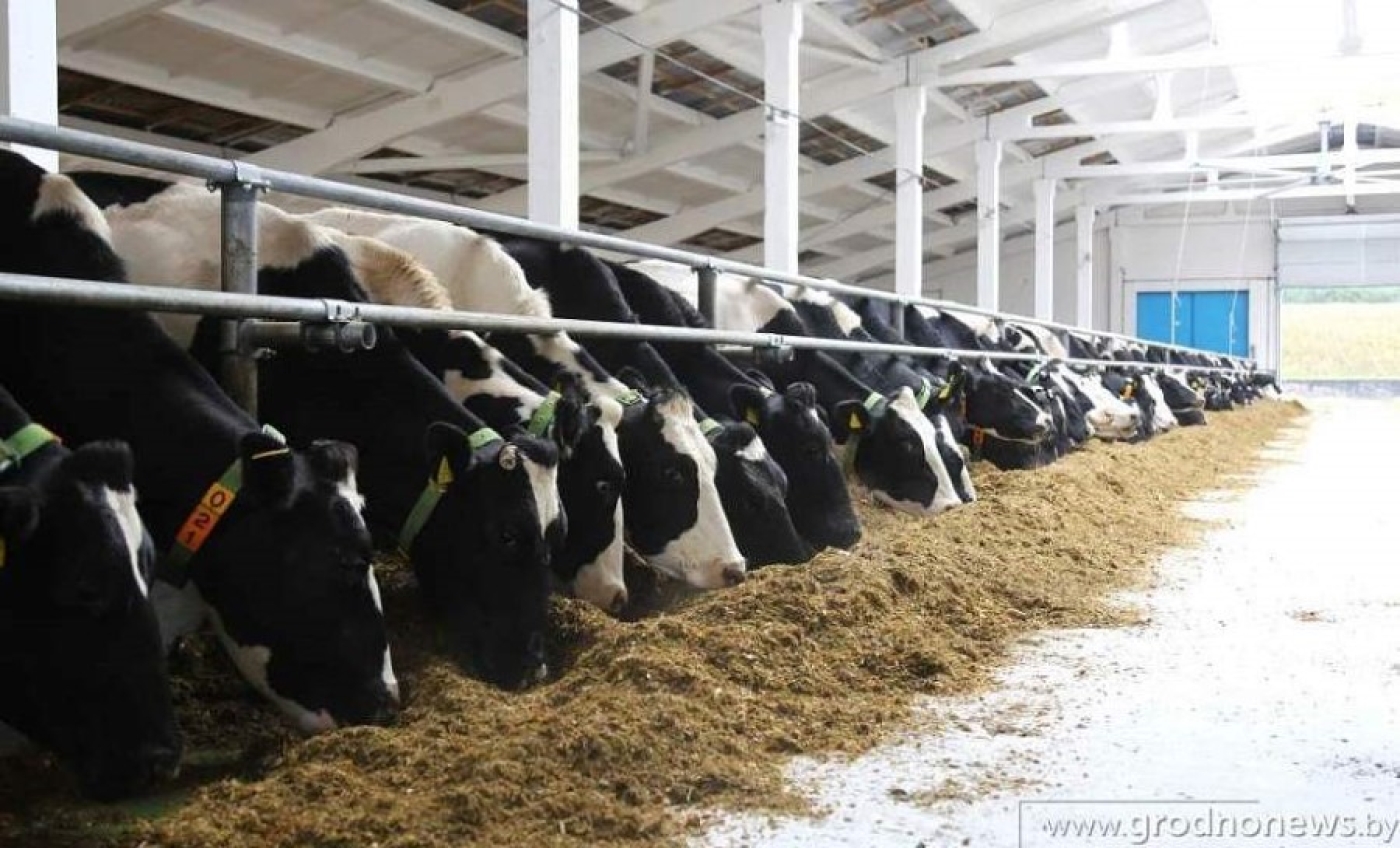 "Генетика наших животных позволяет получать мировые результаты". Кто в рекордсменах по надоям в Беларуси?